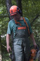 Click to see it big Ich mit Kettensäge, Impression aus dem Wald